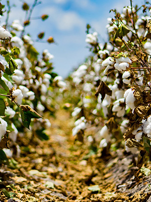 SS_Cotton