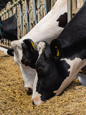SS_Dairy feed