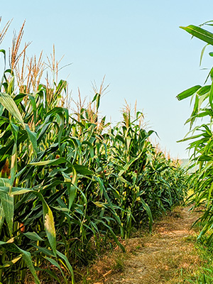 SS_Maize
