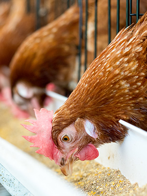 SS_Poultry