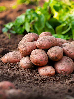 ss_Potatos